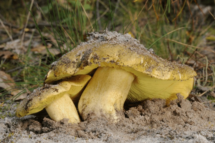 Grzybnia Gąska Zielona 10G 27 00 zł Nasiona holenderskie